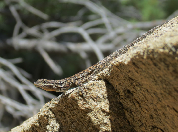 Ornate Tree Lizard